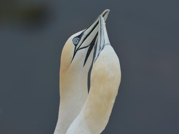 <h3><a href="/trips/helgoland/biota/animalia/chordata/aves/016 suliformes/002 sulidae/morus bassanus/morus bassanus-nl.html">Morus&nbsp;bassanus</a> / Northern&nbsp;gannet / Jan‑van‑gent</h3>NIKON D7100 met AF-S Nikkor 300mm f/2.8G IF-ED VR II, 1/1250 sec  bij F5.6, ISO 320, afstand 10.0&nbsp;m